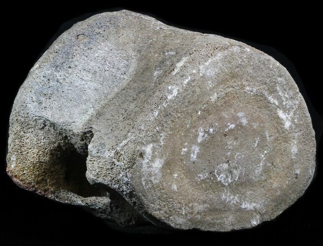 Fossil Whale Vertebrae - Yorktown Formation #40958